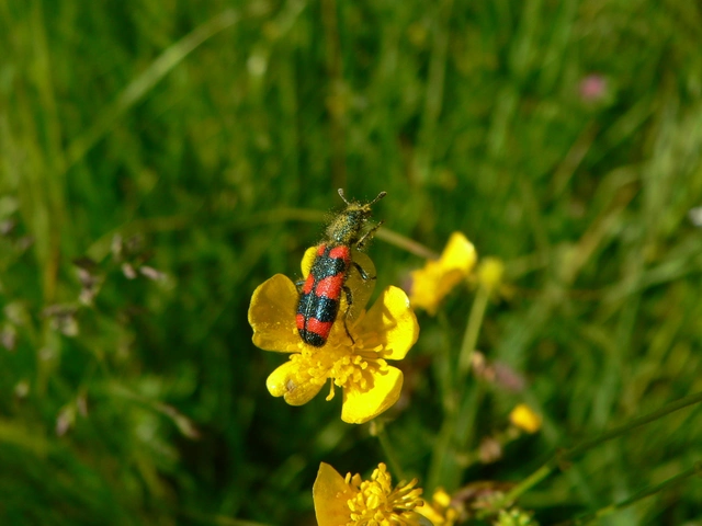 Trichodes favarius - hatfoltos méhészbogár