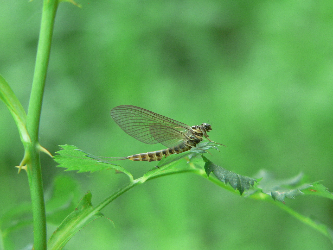 Siphlonurus