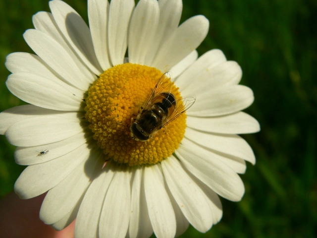 Eristalis