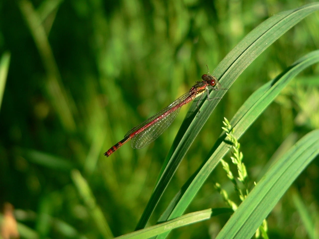 Pyrrhosoma nymphula interposita - vörös légivadász