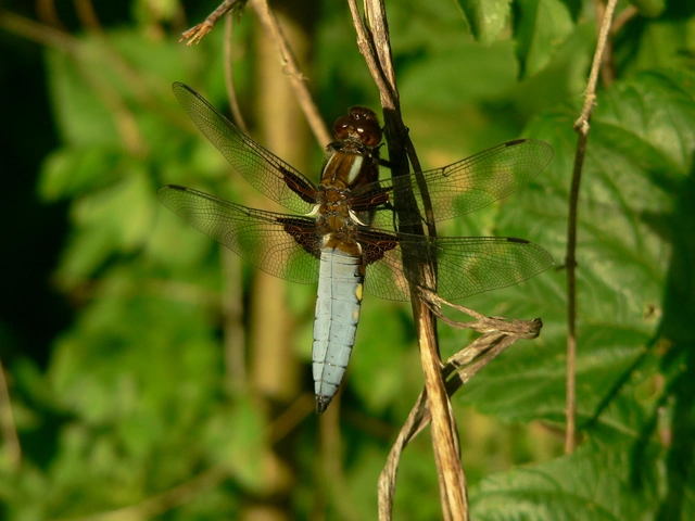 Libellula depressa - széles laposacsa