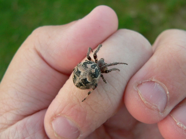 Larinioides cornutus - nádi keresztespók
