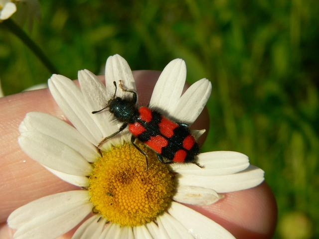 Trichodes favarius - hatfoltos méhészbogár