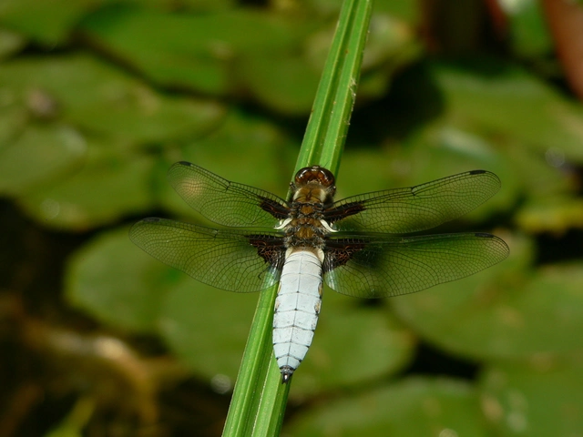 Libellula depressa - széles laposacsa