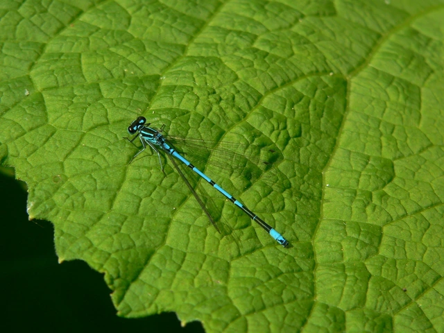 Coenagrion puella - azúrkék légivadász