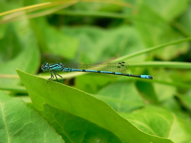 Coenagrion puella - azúrkék légivadász