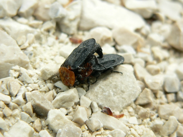 Oiceoptoma thoracicum - vörösnyakú dögbogár