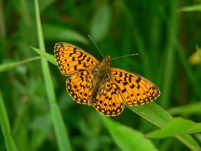 Boloria selene - fakó gyöngyházlepke
