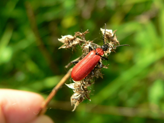 Pyrochroa coccinea - nagy bíborbogár