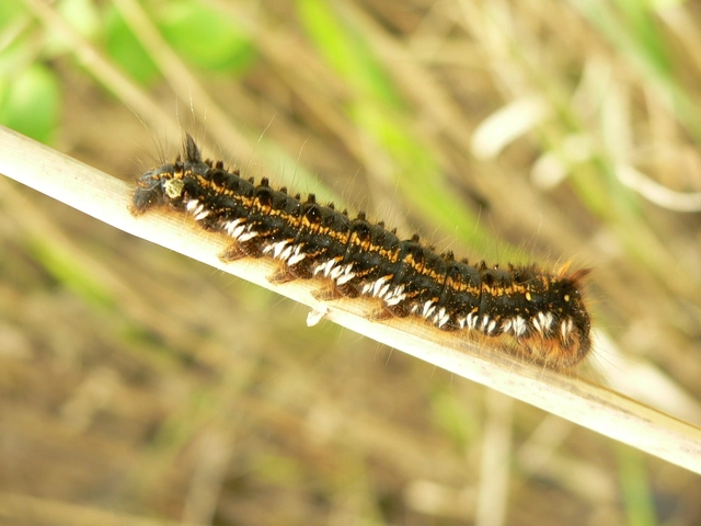 Euthrix potatoria - szomjas pohók