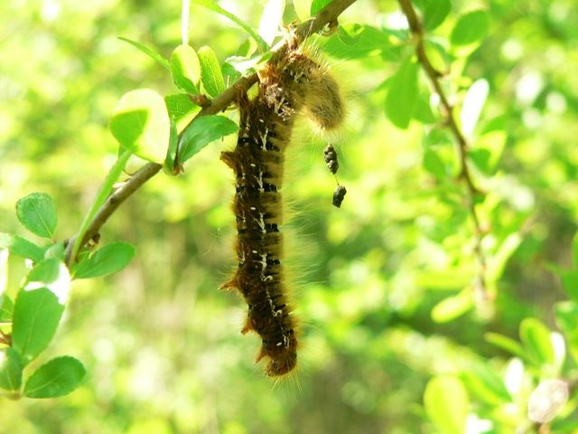 Lasiocampa quercus - tölgyfaszövő