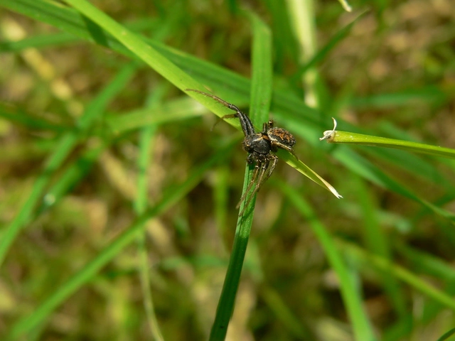 Xysticus