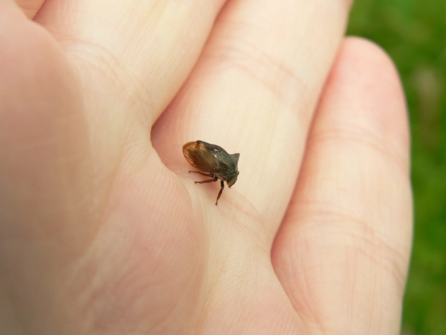 Centrotus cornutus - szarvaskabóca