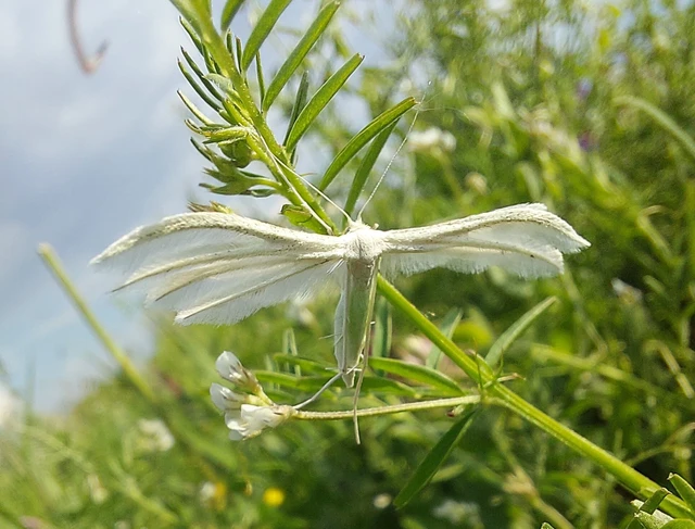 Pterophorus pentadactyla - fehér tollasmoly