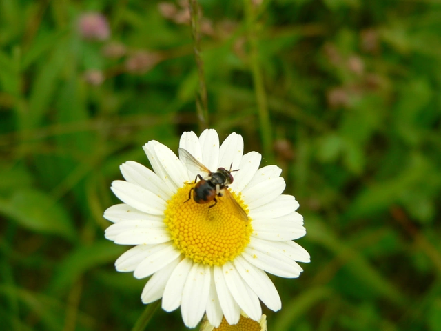 Gymnosoma nitens