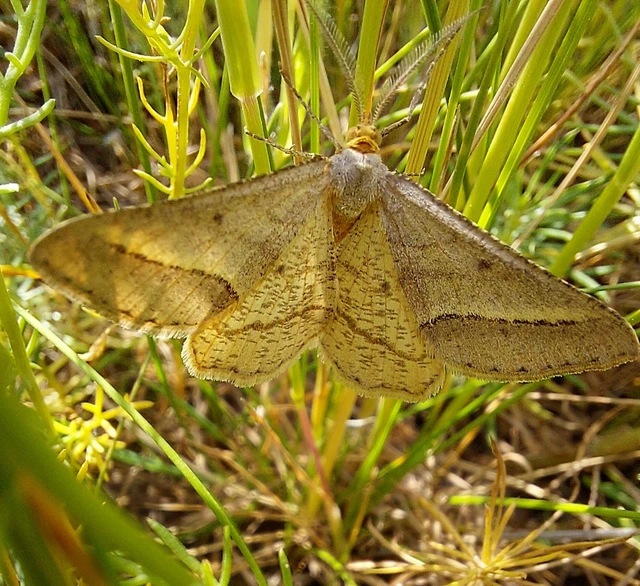 Tephrina arenacearia - lucerna-araszoló