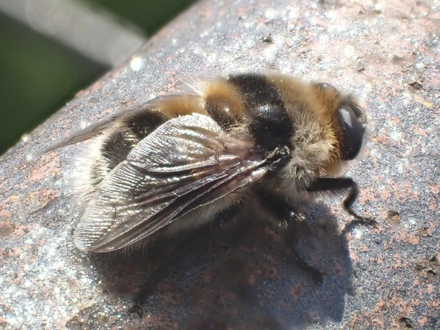 Cephenemyia auribarbis - szarvas-garatbagócs