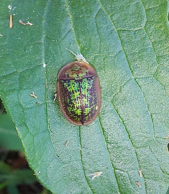 Cassida canaliculata - karimás pajzsbogár Cassida canaliculata - karimás pajzsbogár