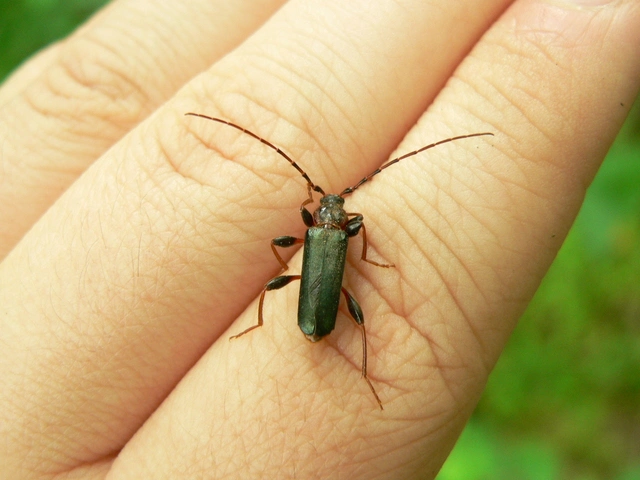 Phymatodes testaceus - változékony korongcincér Phymatodes testaceus - változékony korongcincér