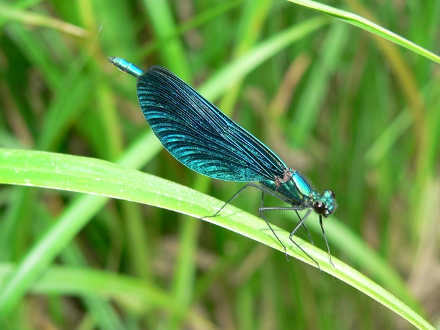 Calopteryx virgo - kisasszony-szitakötő