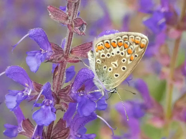 Polyommatus icarus - közönséges boglárka