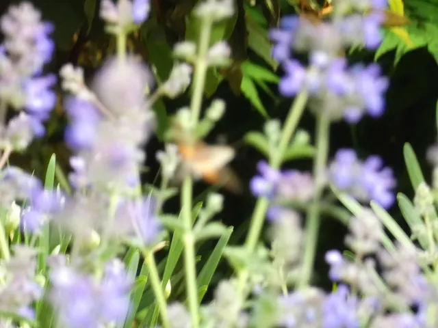 Macroglossum stellatarum - kacsafarkú szender
