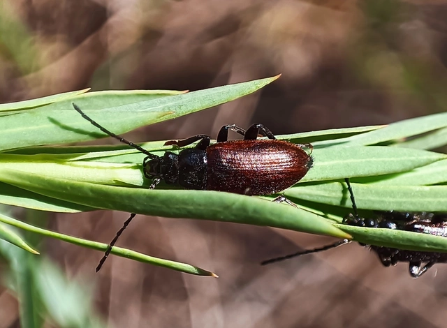 Omophlus lividipes - kis pejbogár Omophlus lividipes - kis pejbogár
