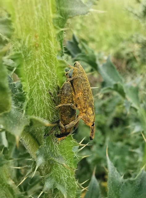 Lixus pulverulentus - mályvafúró dudvabarkó