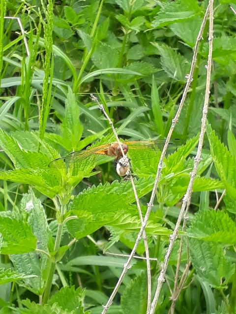 Libellula fulva - kisfoltos laposacsa