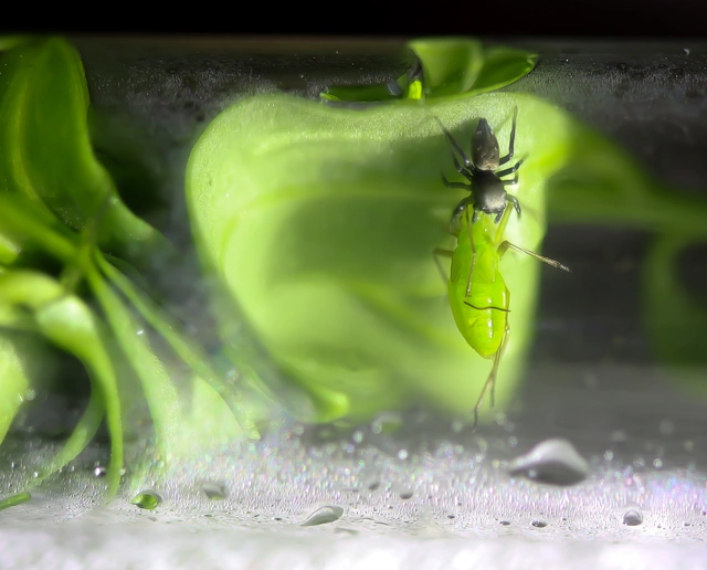 Heliophanus