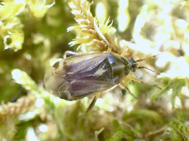 Harpocera