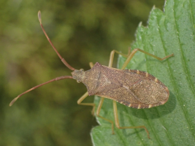 Gonocerus acuteangulatus - aranypetés karimáspoloska