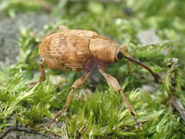 Curculio venosus - tarajos zsuzsóka