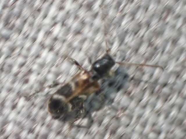 Phymatodes alni - apró háncscincér Phymatodes alni - apró háncscincér