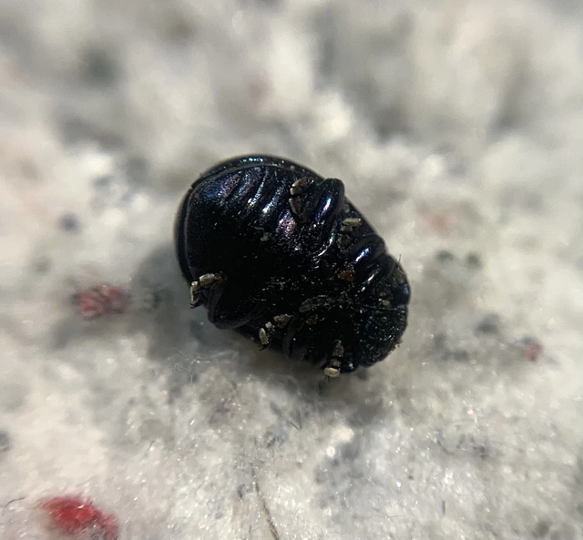 Chrysolina varians - kis orbáncfűlevelész