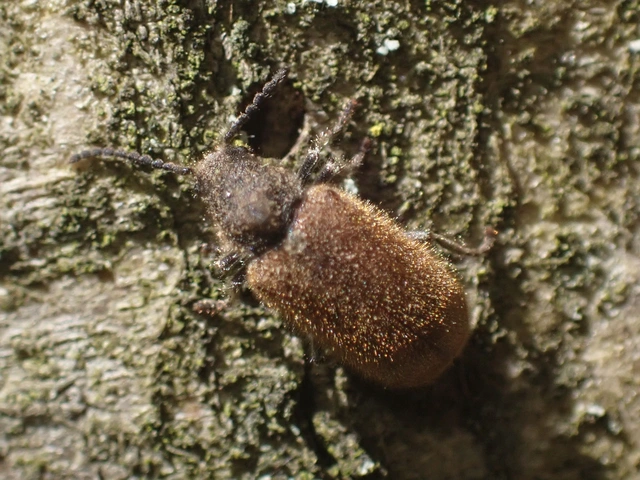 Hedobia pubescens - szőrös álszú
