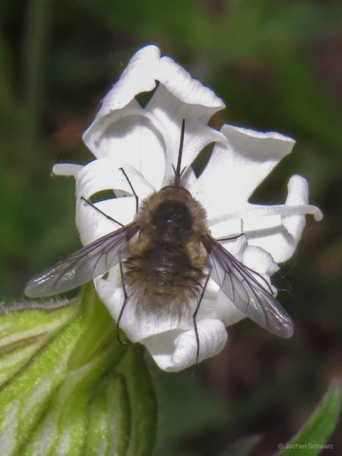 Bombyliinae