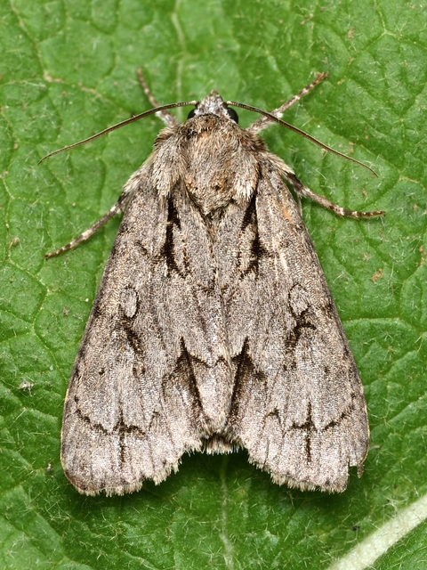 Acronicta psi - pszi-betűs szigonyosbagoly