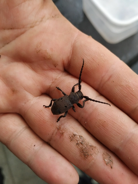 Herophila tristis - selymes alkonycincér