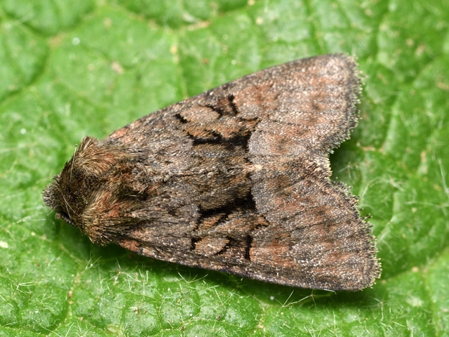 Oligia latruncula - fekete dudvabagoly