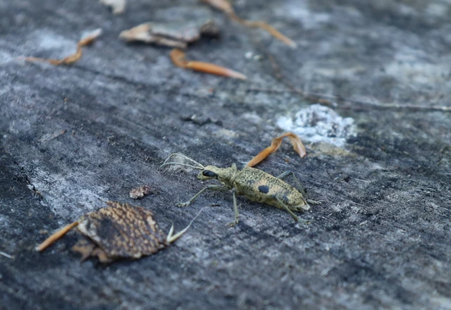 Rhagium mordax - cser-tövisescincér