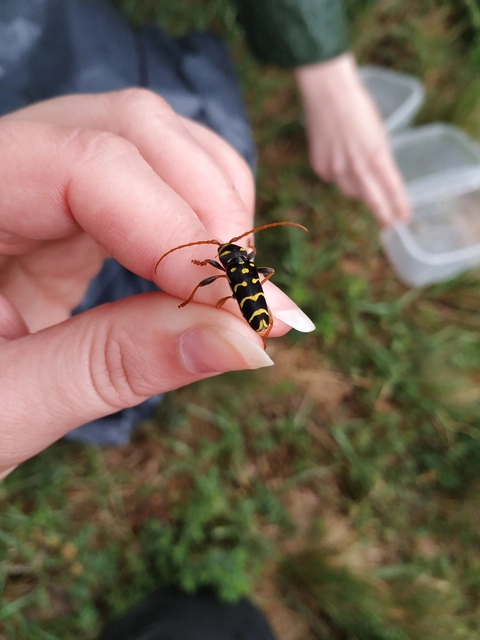 Plagionotus arcuatus - bársonyos darázscincér