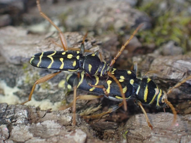 Plagionotus arcuatus - bársonyos darázscincér