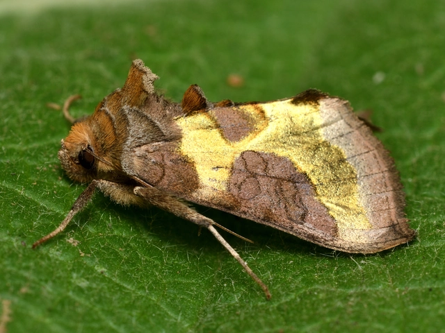 Diachrysia chrysitis - aranybagoly