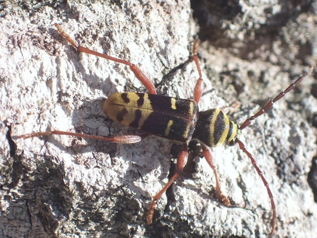 Plagionotus detritus - sárgafarú darázscincér