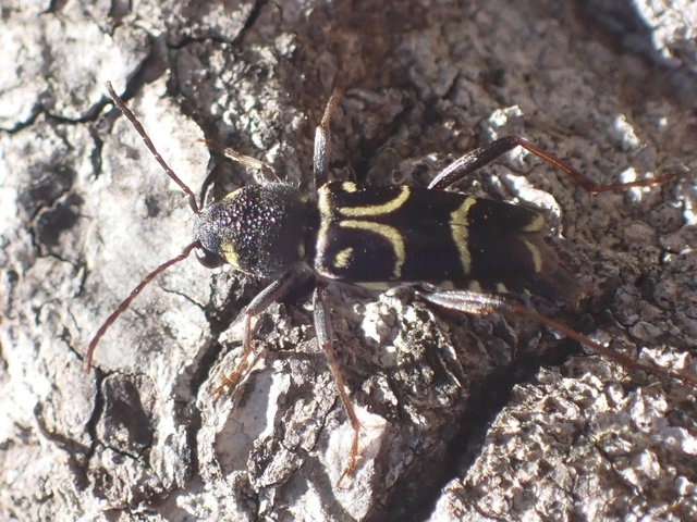 Xylotrechus antilope - fürge darázscincér