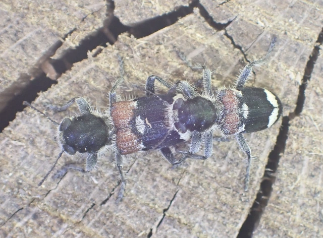 Clerus mutillarius - feketenyakú szúfarkas