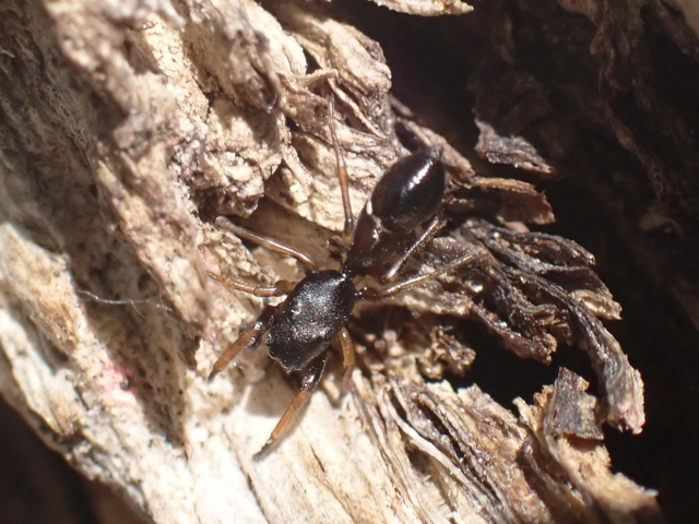 Leptorchestes berolinensis - fekete hangyautánzópók