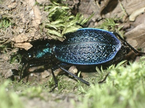 Carabus intricatus - kék laposfutrinka