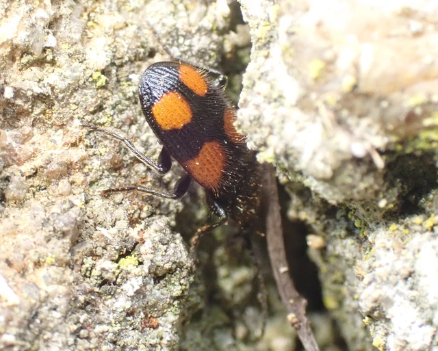 Panagaeus bipustulatus - kis keresztesfutó